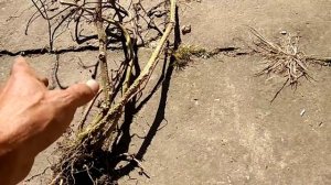 Томат Де Барао. Как лучше вырастить.