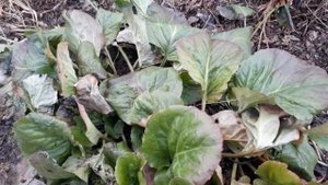 #bergenia #бадан / Бадан( лат. bergenia crassifolia). Травянистое  растение  для занятого садовода