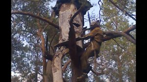 Бортевое пчеловодство Полесья Украины. Дикий мед.