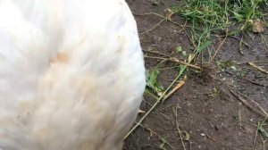 259  *  Автоматическая КОРМУШКА  для птиц СВОИМИ руками! ЛЕГКО!