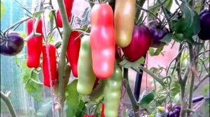 Всего один кустик «Казанова», но удивил и формой и урожайностью