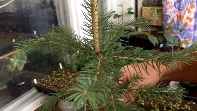 Размножение голубой ели черенками. Результат зимнего и новое, весеннее черенкование голубой ели.