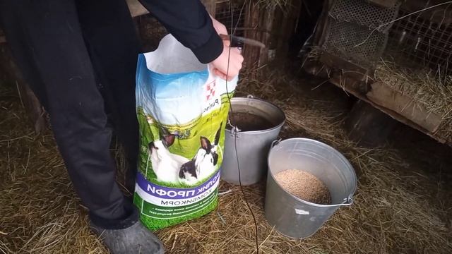 ТЕСТИРУЮ КОМБИКОРМ ПУРИНА ДЛЯ КРОЛИКОВ !!! смотреть онлайн