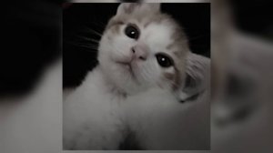 шайни - lovely (speed up)