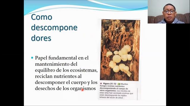 REINO FUNGI смотреть онлайн