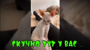 Скучно тут у вас-Смешные коты