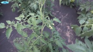 Томаты: важная листовая подкормка. Плантофол.