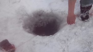 Тропа налима.Крупный налим р.Обь на перемет.