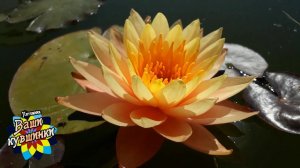 Нимфея Siam Amber (Янтарь Сиама) кувшинка, waterlily, водные растения, пруд