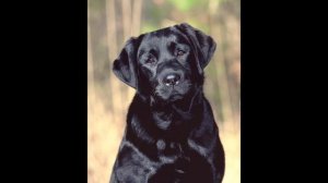 Черные лабрадоры. Плюсы и минусы.