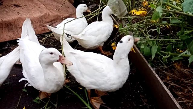 17 сентября 2020.Таким этот день был... смотреть онлайн