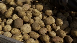 Картофельный край: в самом разгаре сбор урожая под Устюжной