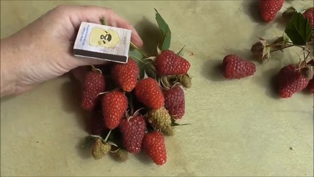 НИЖЕГОРОДЕЦ и САМОХВАЛ - сорта-гиганты, рем. малина со Школьного Сада. смотреть онлайн