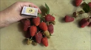 НИЖЕГОРОДЕЦ и САМОХВАЛ  - сорта-гиганты, рем. малина со Школьного Сада.