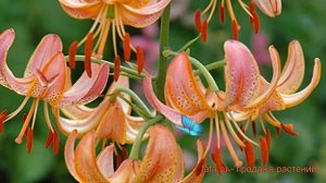 Лилия видовая Фэйри Морнинг (lilium) ? Фэйри Морнинг обзор: как сажать, луковицы лилии Фэйри Морнин