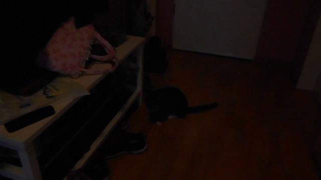 Кот после кастрации смотреть онлайн