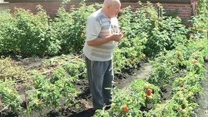 Томаты открытого грунта в Сибири