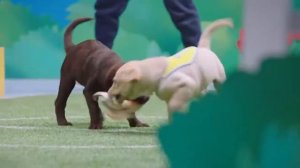 Реклама «Щенпионата» от Pedigree – кусание мяча