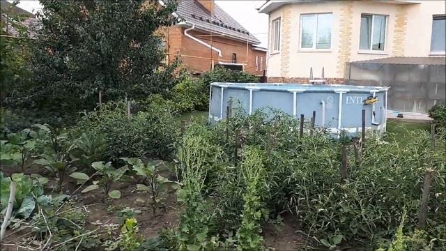 Кто куда, а мы в гости...Кузмичёвы, спасибо за приём и за мяту!