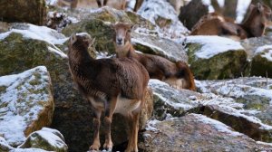 Эдуард Хиль "И уносят меня в звенящую снежную даль!"