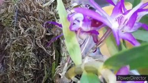 Орхидеи. Дендробиум. Кейки, как посадить орхидею. Dendrobium Nikkou