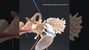 Строение уха в 5D (Анатомия ЕГЭ и ОГЭ)