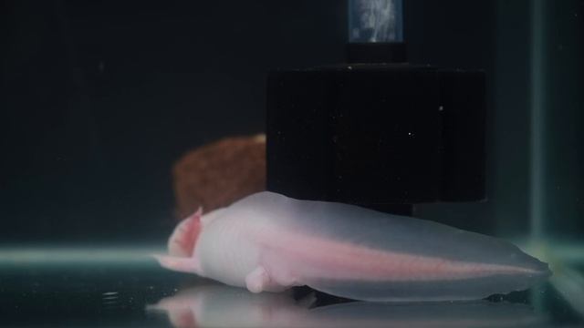 Yürüyen Balık, Axolotl Bakımı - Ambystoma mexicanum - DETAYLI смотреть онлайн