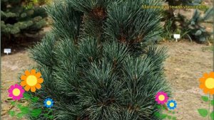 Сосна кедровая Глаука. Краткий обзор, описание характеристик, где купить pinus cembra Glauca