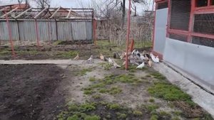 Голуби, обзор голубятни и цена
