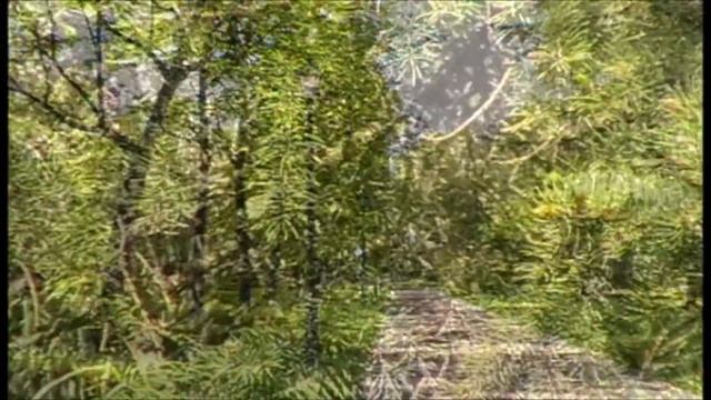 Дендрологический парк. Екатеринбург. 29 мая 2013 года. смотреть онлайн