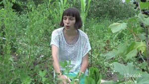 Крыжовник - секреты выращивания