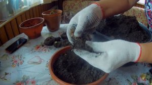 Бегония. Как убрать бегонию на зимнее хранение?