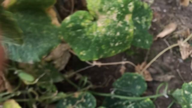 Подземная теплица снова в строю! ОГУРЦЫ в теплице с ранней весны до поздней осени. Обрешетка крыши. смотреть онлайн