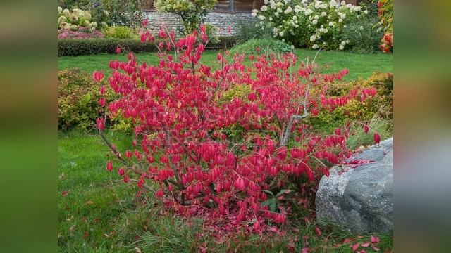 Бересклет крылатый смотреть онлайн