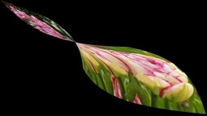 МАХРОВЫЙ ТЮЛЬПАН ДАБЛ ТАЧ