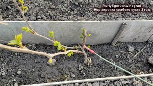 🍇Удаляем лишние побеги на винограде для больших гроздей. Нормировка побегами. Стандартный прием.