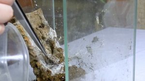 Болтовня о Heteroscodra maculata | убираемся в террариуме