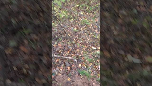 Находка в овраге Имперское серебро #shorts #другаяжизнь #metaldetecting #имперскоесеребро #овраг