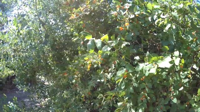 Новое место. Отличный клёв язя. ИРИКЛА 2021. смотреть онлайн