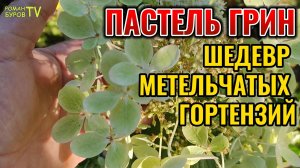 ✅ Пастель Грин: Лучшая Метельчатая Гортензия Для Вашего Сада! 👍 Пастель Грин - Королева Сада!