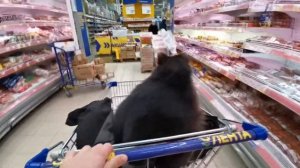 Енот поехал в Гипермаркет. Большой Влог