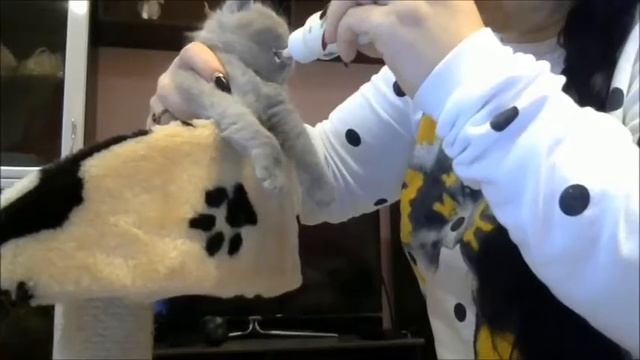 Котятам 3 недели питание/Как правильно кормить котят/Первый прикорм смотреть онлайн