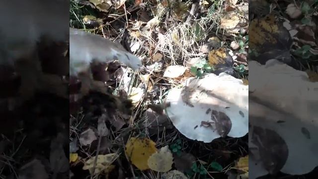 Еще грибы Сибири. смотреть онлайн