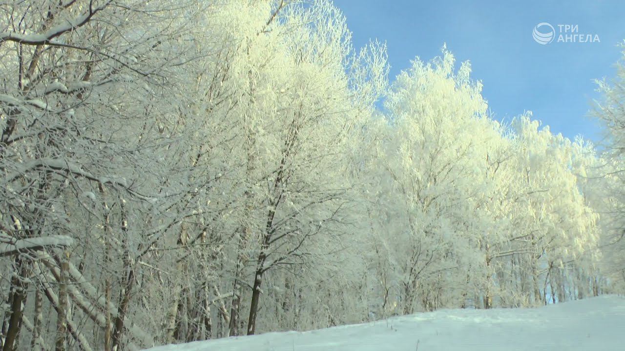 Белоснежный наряд леса | Библия и природа