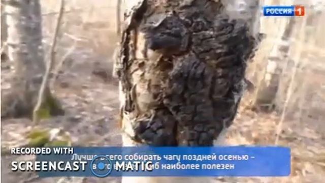 Вся правда про Чагу
