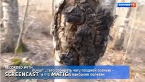 Вся правда про Чагу