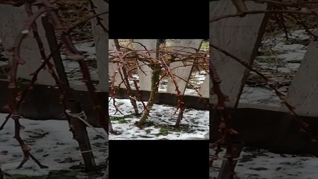 На Юге шок-погода