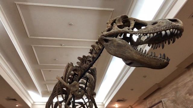 День музеев. Экскурсия по музею естественной истории Татарстана смотреть онлайн
