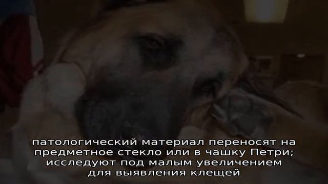 Лечение и профилактика подкожного клеща у собак смотреть онлайн