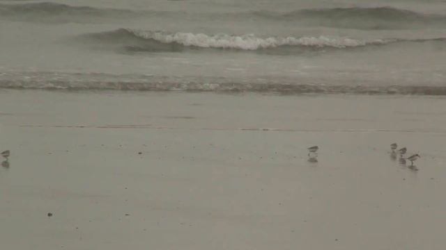 Snowy Plovers Foraging. Морские зуйки; кормежка (2346sp) смотреть онлайн